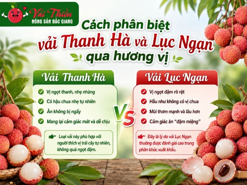 Cách phân biệt vải Thanh Hà và Lục Ngạn