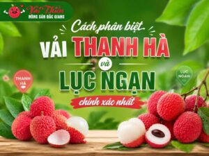 Cách phân biệt vải Thanh Hà và Lục Ngạn