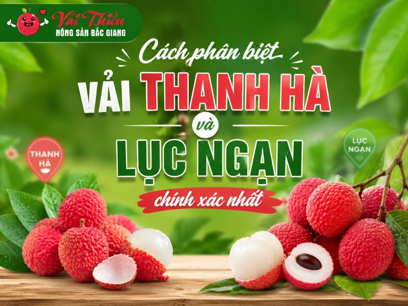 Cách phân biệt vải Thanh Hà và Lục Ngạn