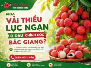 Mua vải thiều Lục Ngạn ở đâu