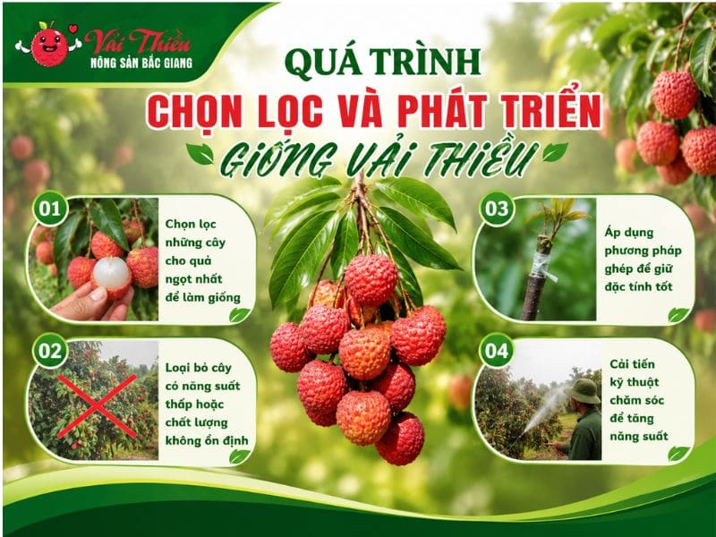 Nguồn gốc vải thiều