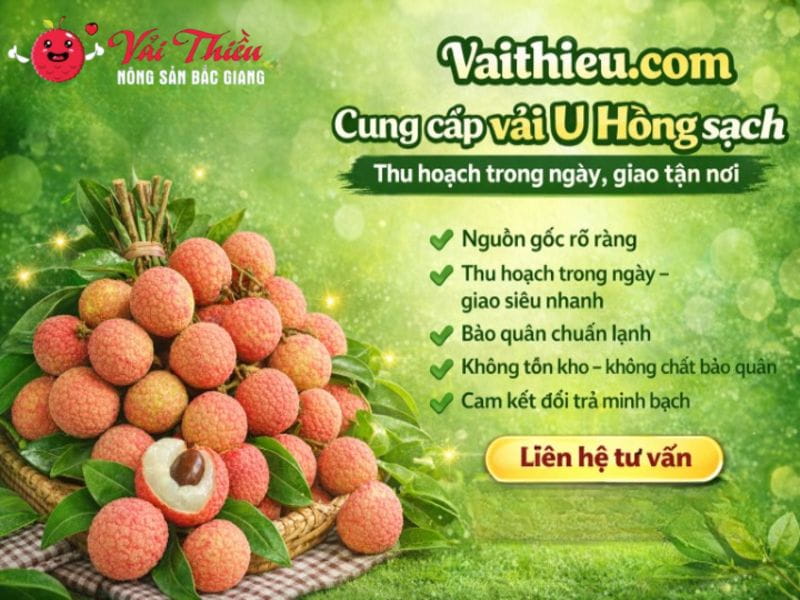 Vải U Hồng