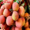 vải U Hồng