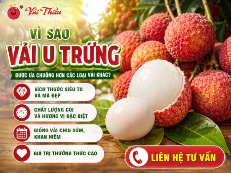 Vải U Trứng