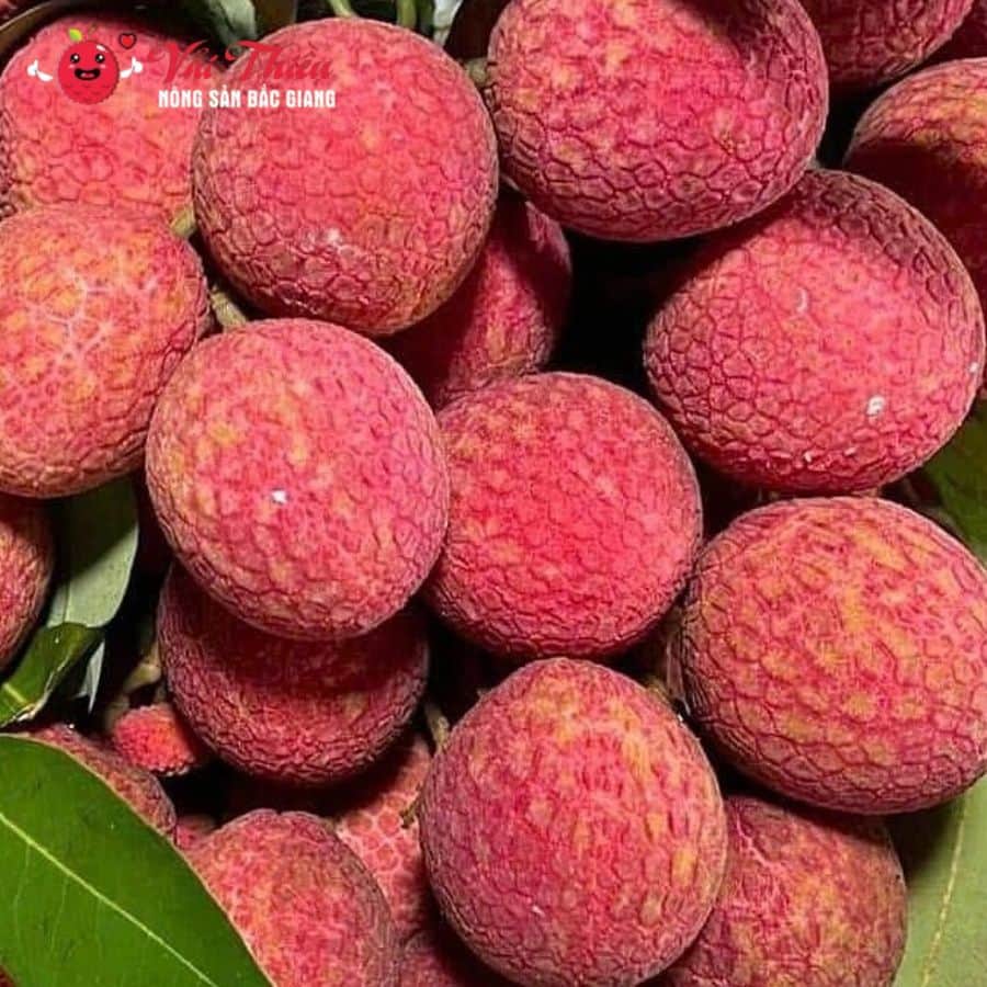 vải U Trứng