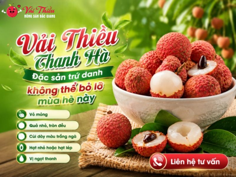 Vải thiều Thanh Hà