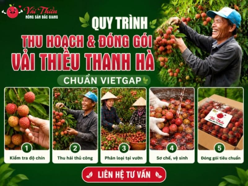 Vải thiều Thanh Hà