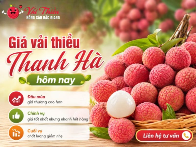 Vải thiều Thanh Hà