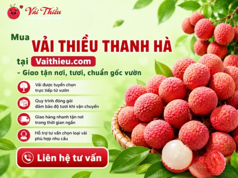 Vải thiều Thanh Hà