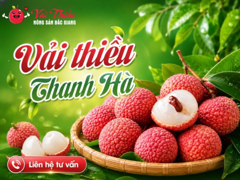 Vải thiều Thanh Hà