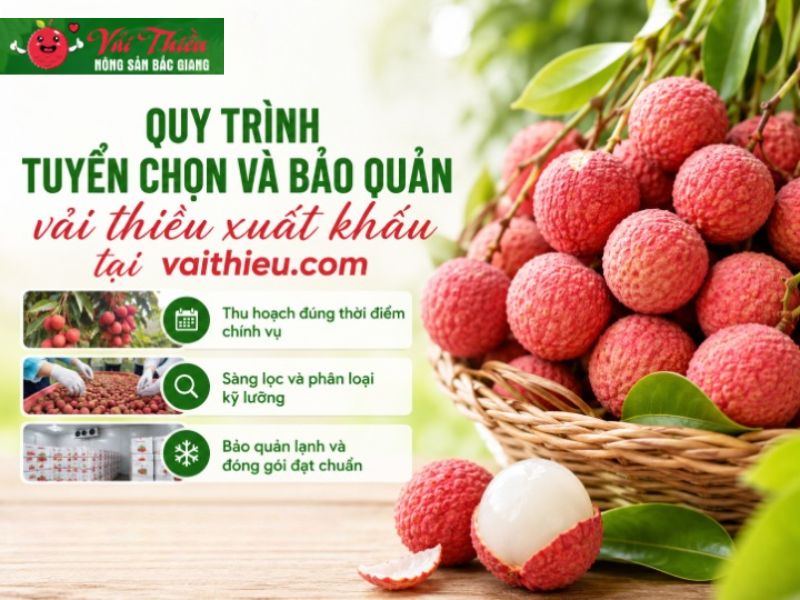 Vải thiều xuất khẩu loại 1