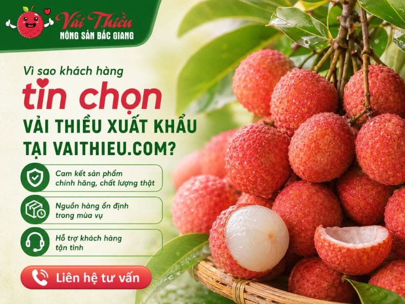 Vải thiều xuất khẩu loại 1