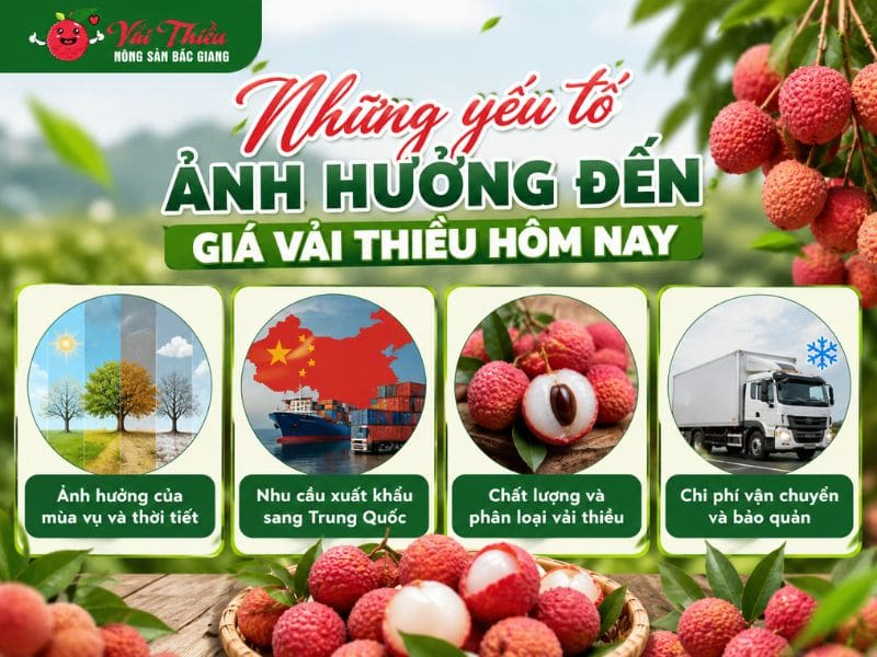 giá vải thiều hôm nay