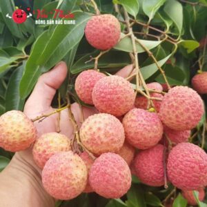 Vải thiều