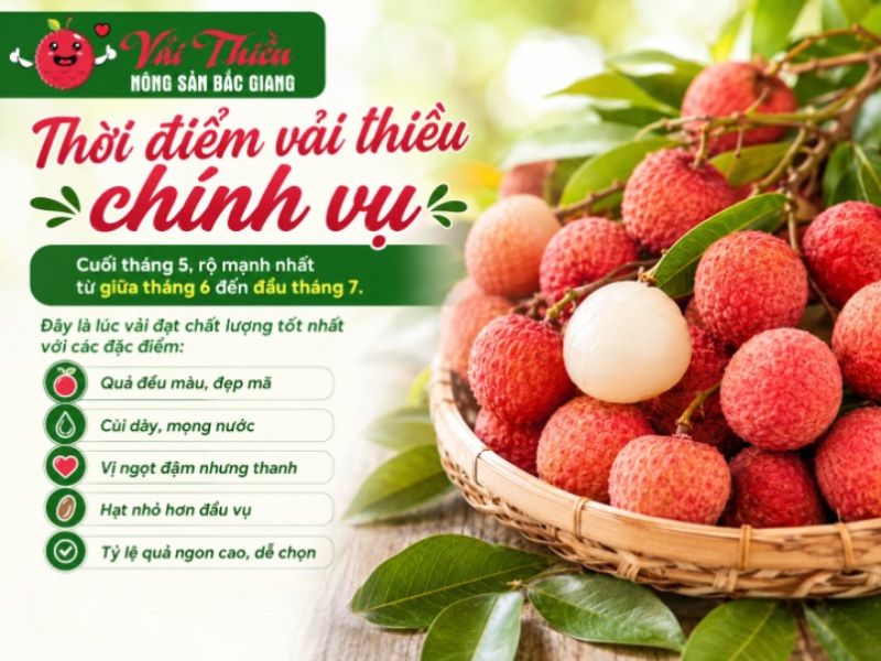 vải thiều chính vụ tháng mấy