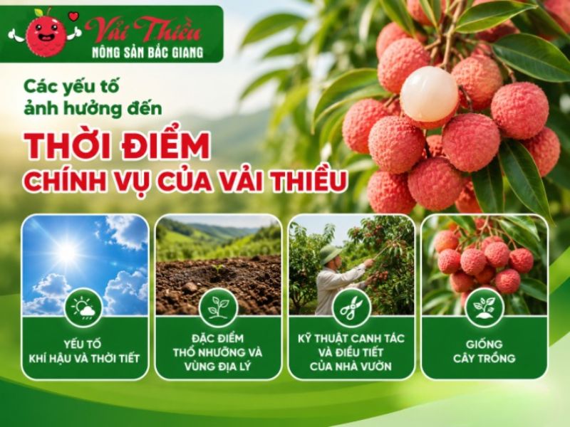 vải thiều chính vụ tháng mấy