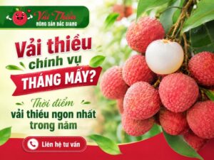 vải thiều chính vụ tháng mấy