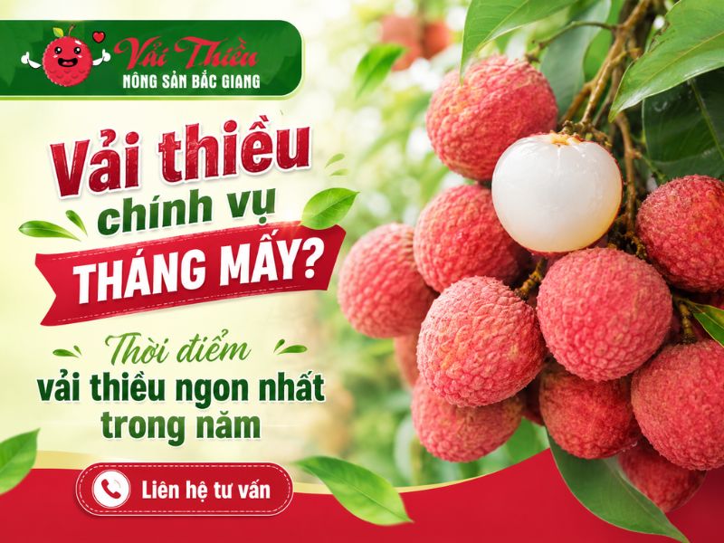 vải thiều chính vụ tháng mấy