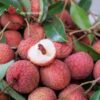 vải thiều thanh hà