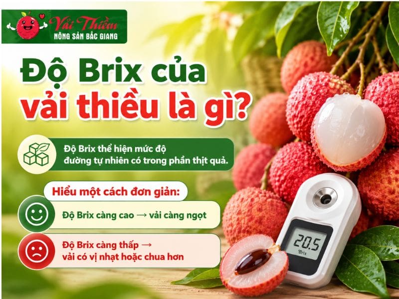 Độ Brix của vải thiều là gì