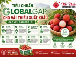 Tiêu chuẩn GlobalGAP cho vải thiều xuất khẩu?