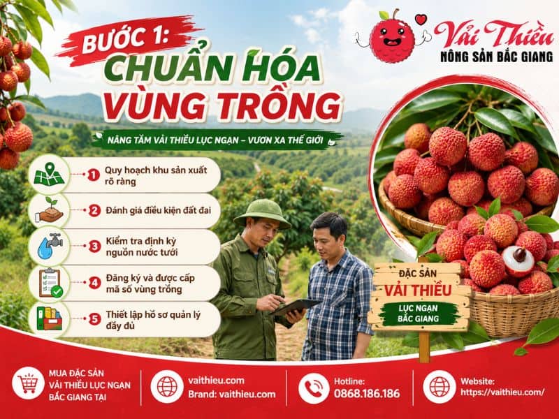 Tiêu chuẩn GlobalGAP cho vải thiều xuất khẩu