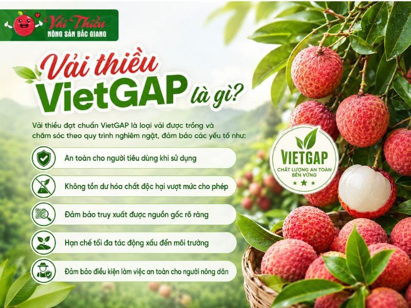 Vải thiều VietGAP là gì