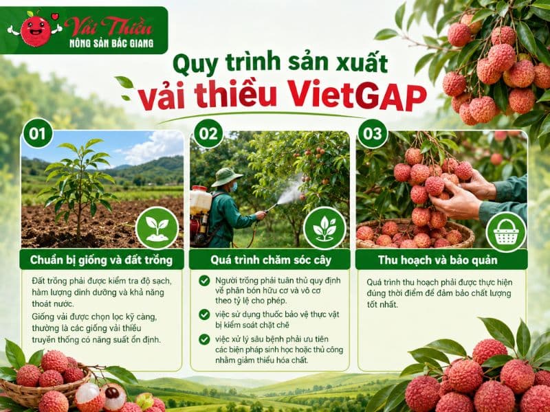 Vải thiều VietGAP là gì