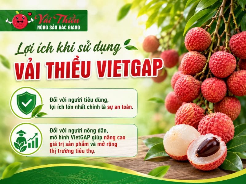 Vải thiều VietGAP là gì