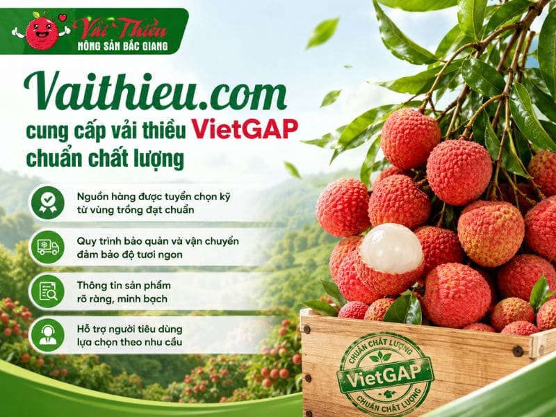 Vải thiều VietGAP là gì
