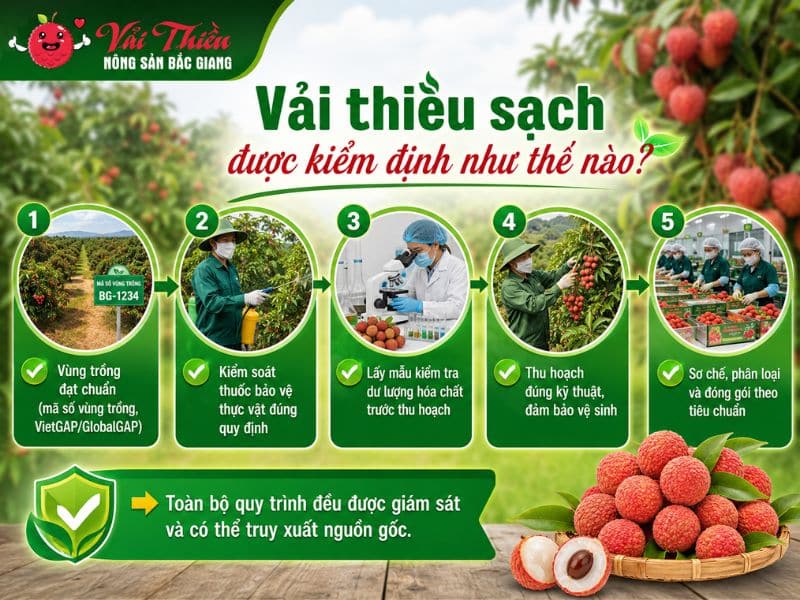 Vải thiều sạch được kiểm định như thế nào