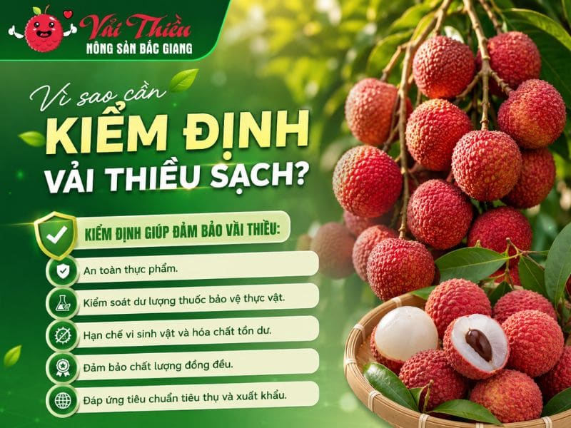 Vải thiều sạch được kiểm định như thế nào